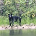 cree-river-lodge-scenery-2025-001