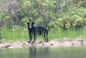 cree-river-lodge-scenery-2025-001