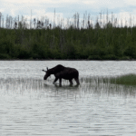 cree-river-lodge-scenery-2025-011