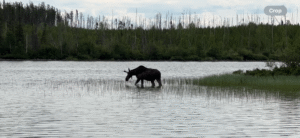 cree-river-lodge-scenery-2025-011