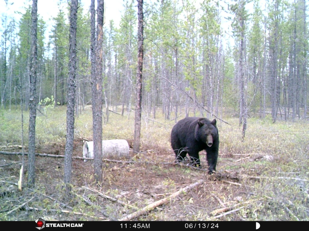 sk-black-bear-trail-cam-2025-cree-river-lodge-1