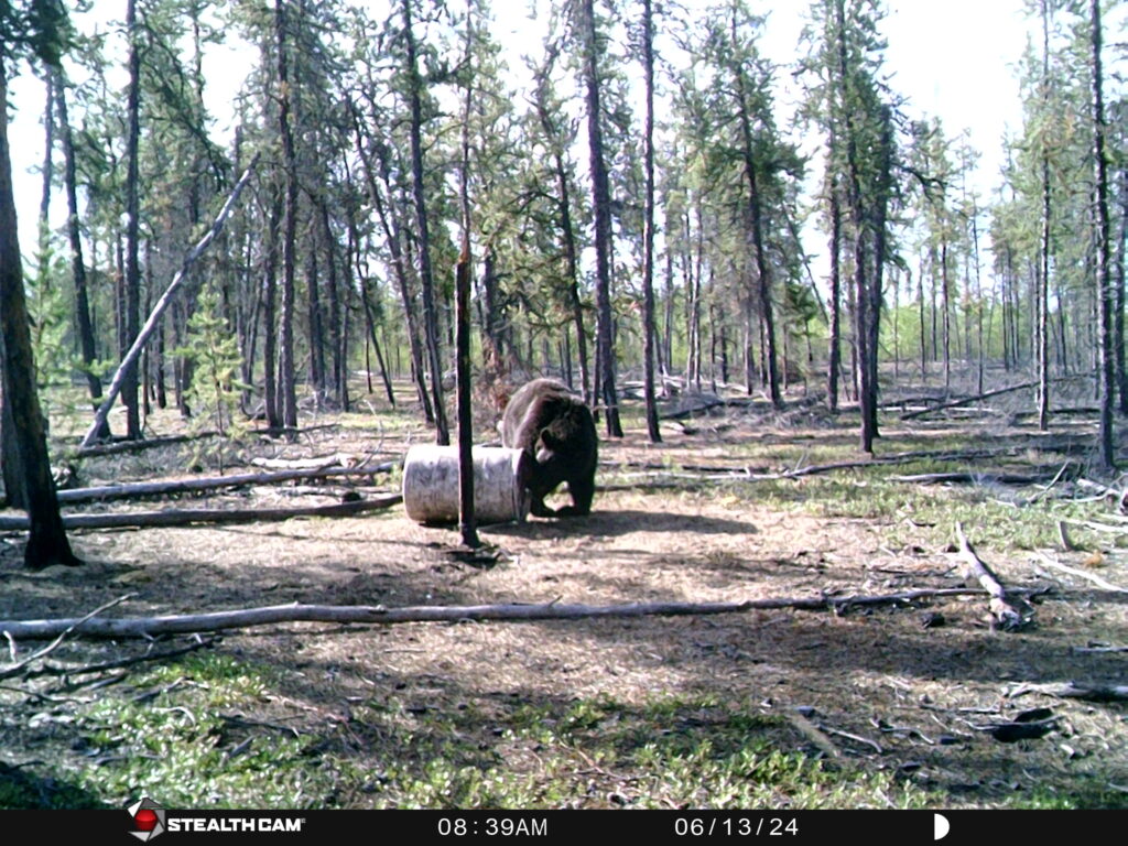 sk-black-bear-trail-cam-2025-cree-river-lodge-3