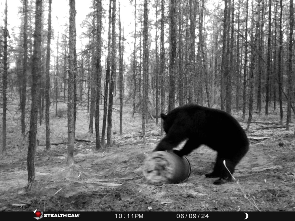 sk-black-bear-trail-cam-2025-cree-river-lodge-5